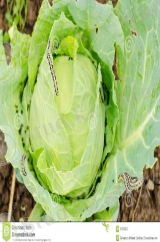 http://thumbs.dreamstime.com/z/infested-cabbage-pieris-brassicae-caterpillars-eating-34357962.jpg