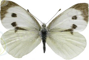 http://www.agroatlas.ru/content/pests/Pieris_brassicae/Pieris_brassicae.jpg