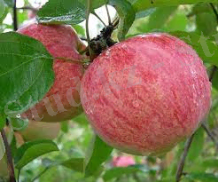 C:\Users\Windows\Downloads\images (2).jpg