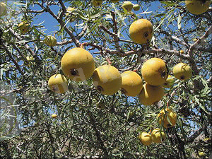 Картинки по запросу груша Регель