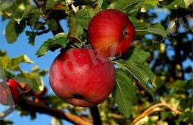 C:\Users\Windows\Downloads\Без названия (3).jpg