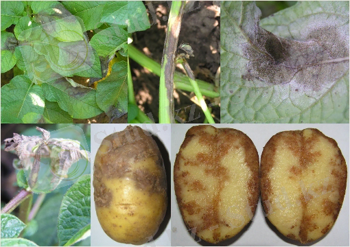 Описание: http://belbulba.by/wp-content/uploads/2015/05/fitoftoroz.jpg