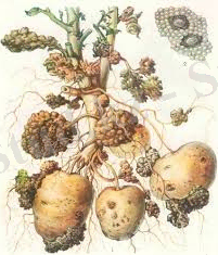 Описание: https://encrypted-tbn0.gstatic.com/images?q=tbn:ANd9GcQAU07ViZQbgavcLhJduqgLXsVkE1qVPL7YdGFe50rC-ln_fQx9oA