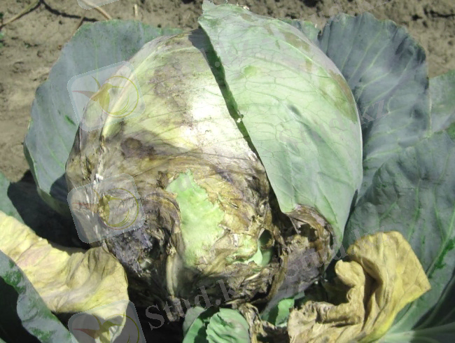 http://atmagro.ru/wp-content/uploads/2014/07/bolezni-kapusty3.jpg