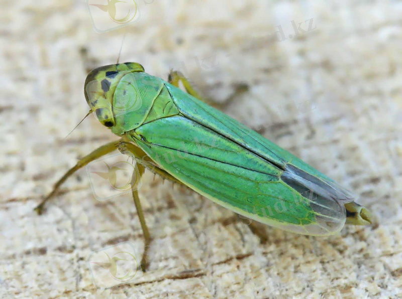 Картинки по запросу cicadella viridis