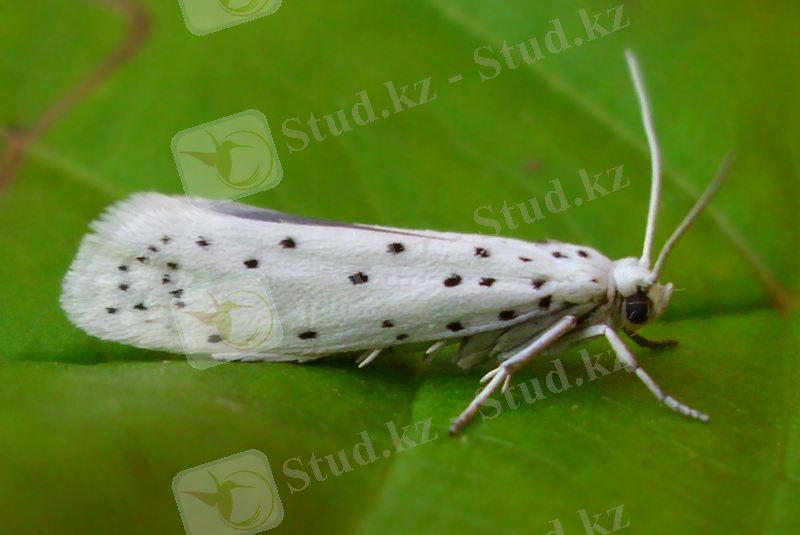 Картинки по запросу yponomeuta malinella