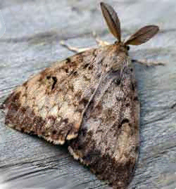 Картинки по запросу ocneria dispar