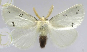 Картинки по запросу euproctis chrysorrhoea