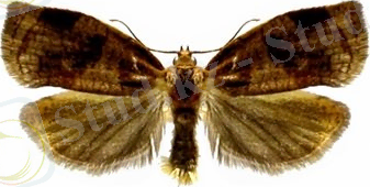 Картинки по запросу Cacoecia rosana