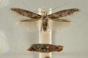 Картинки по запросу Coleophora hemerobiola