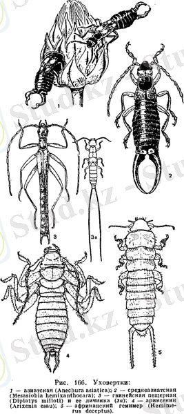 Отряд Уховертки (Dermaptera)