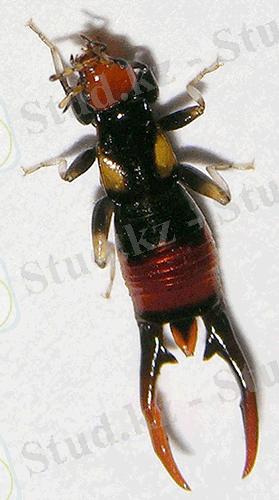 http://www.lifecatalog.ru/images/s/spo/Spongiphoridae.png