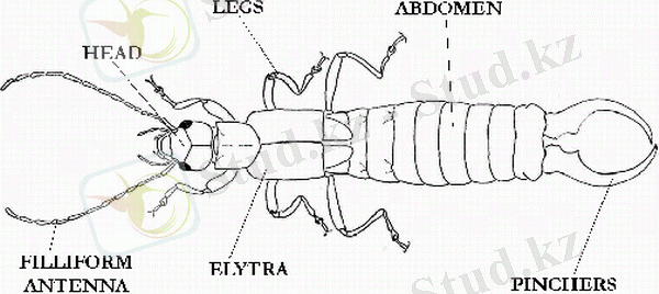 http://www.interstatetermite.com/earwig/images/earwig_anatomy.GIF