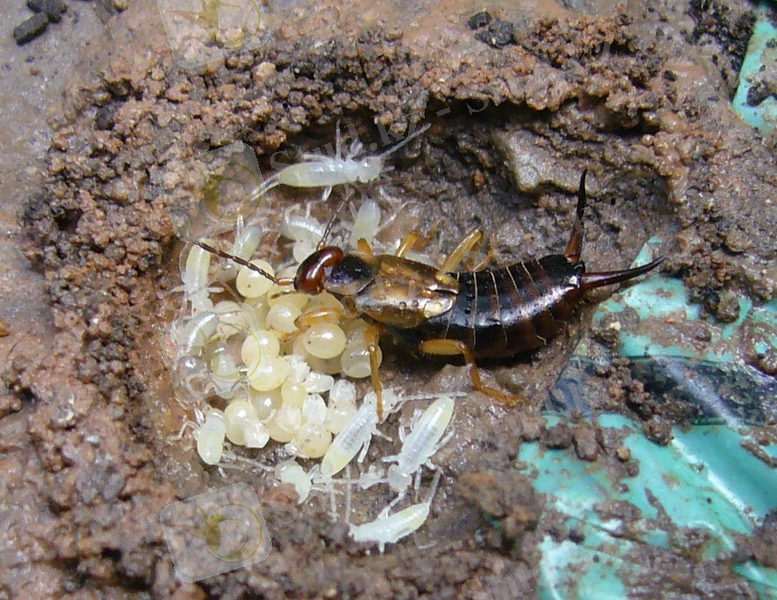 https://upload.wikimedia.org/wikipedia/commons/d/de/Nesting_Earwig_Chester_UK_2.jpg