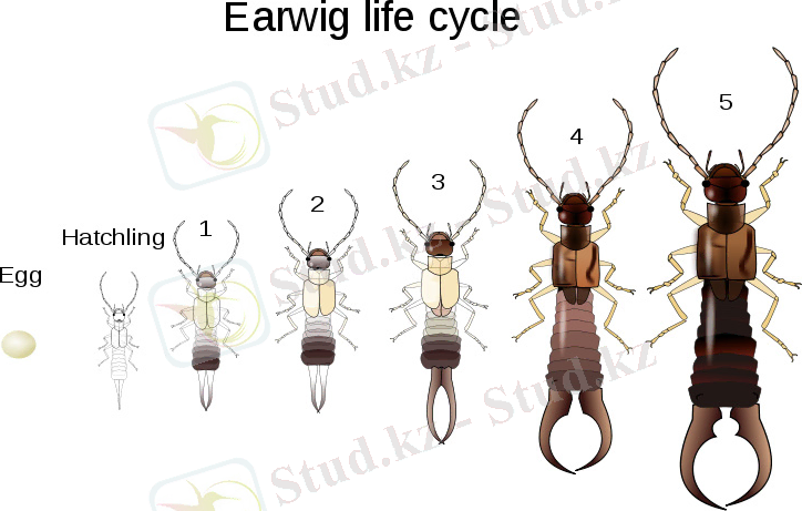 http://3.bp.blogspot.com/_U6VaMYE3fYM/TJYRe7lfYtI/AAAAAAAAACs/Rl0GTihzs_E/s1600/753px-Earwig_life_cycle_2_svg.jpg