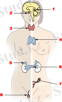 C:\Users\Асия\Desktop\220px-Illu_endocrine_system.png