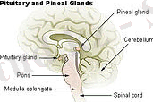 http://upload.wikimedia.org/wikipedia/commons/thumb/6/6b/Illu_pituitary_pineal_glands.jpg/200px-Illu_pituitary_pineal_glands.jpg