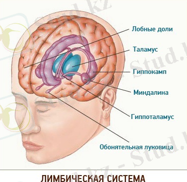 http://sio03.narod.ru/limbicus.jpg