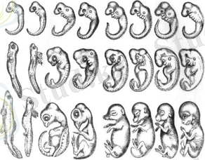 https://upload.wikimedia.org/wikipedia/commons/thumb/5/53/Baer_embryos.png/300px-Baer_embryos.png