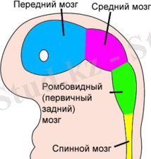 http://upload.wikimedia.org/wikipedia/commons/thumb/f/fc/4_week_embryo_brain-ru.png/220px-4_week_embryo_brain-ru.png