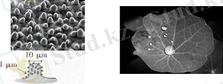 图2 荷叶表面的微观结构及超疏水效果