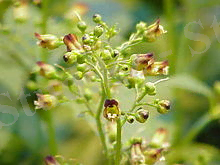 буынды сабынкөк