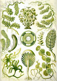 Haeckel Siphoneae.jpg