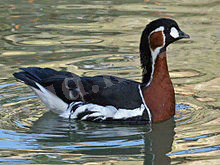Red-breasted Goose (Branta ruficollis) RWD2.jpg