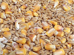 http://upload.wikimedia.org/wikipedia/commons/thumb/7/71/Assorted_grains.jpg/250px-Assorted_grains.jpg