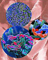 лечение дисбактериоза