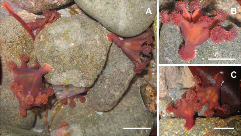 Сурет:Haliclystus antarcticus 1.PNG