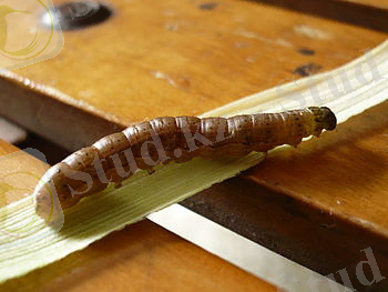 http://upload.wikimedia.org/wikipedia/commons/thumb/a/a2/Corn_worm.jpg/350px-Corn_worm.jpg