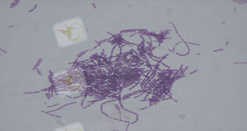 https://upload.wikimedia.org/wikipedia/commons/7/75/Bacillus_thuringiensis.jpg