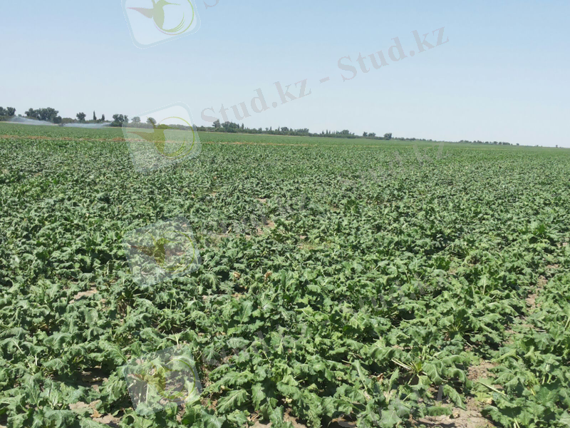 C:\Users\user\Desktop\Фото практика\IMG_0252.JPG