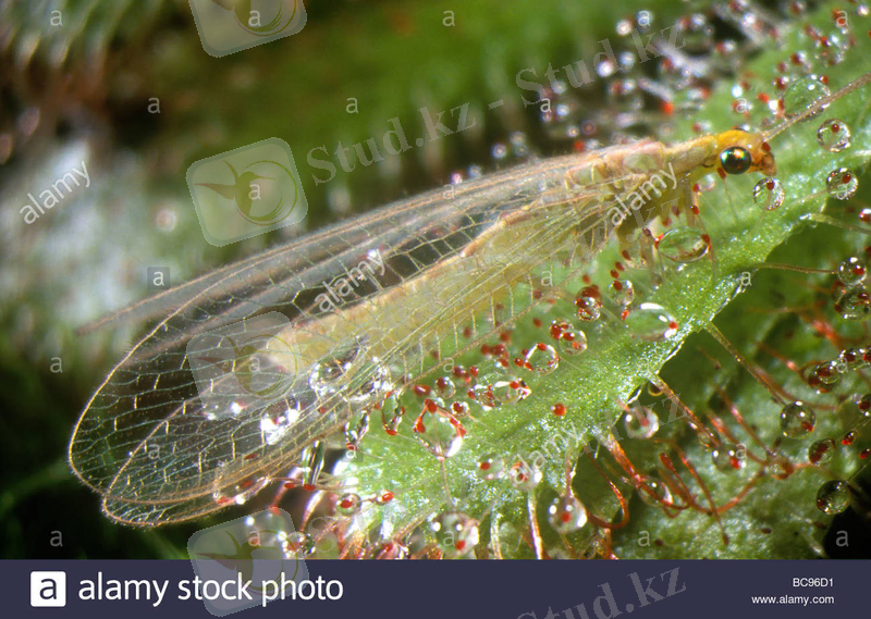 Картинки по запросу Chrysopa septempunctata