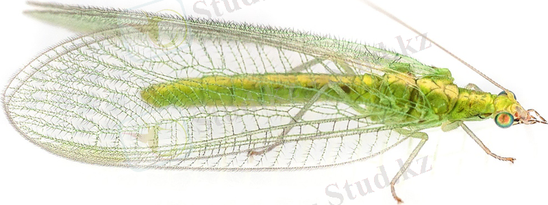 Картинки по запросу carnea Steph