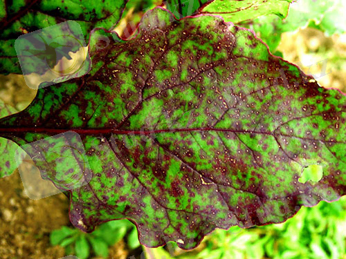 Церкоспороз свекольных листьев