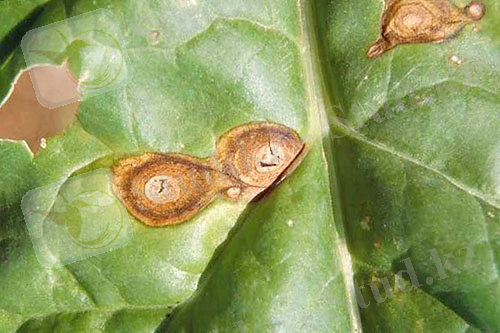 Фомоз листьев свеклы