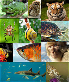 http://upload.wikimedia.org/wikipedia/commons/thumb/c/cd/Animal_diversity_October_2007.jpg/220px-Animal_diversity_October_2007.jpg