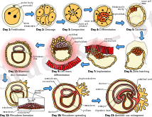 HumanEmbryogenesis.svg