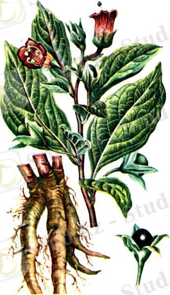 http://plantlife.ru/books/item/f00/s00/z0000023/pic/000187.jpg