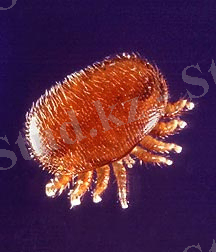 http://upload.wikimedia.org/wikipedia/commons/a/a6/Varroa_Mite.jpg