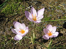 Crocus longiflorus
