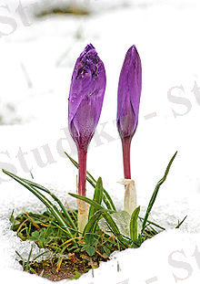 http://upload.wikimedia.org/wikipedia/commons/thumb/0/03/Krokusse_im_Schnee.jpg/220px-Krokusse_im_Schnee.jpg