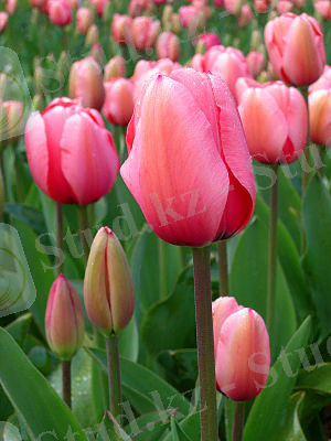 http://upload.wikimedia.org/wikipedia/commons/thumb/4/44/Tulip_-_floriade_canberra.jpg/300px-Tulip_-_floriade_canberra.jpg