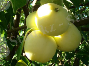 Сорт яблок - Белый налив (Папировка).