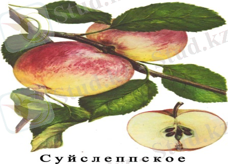 Сорт яблони (яблок) Суйслеппское
