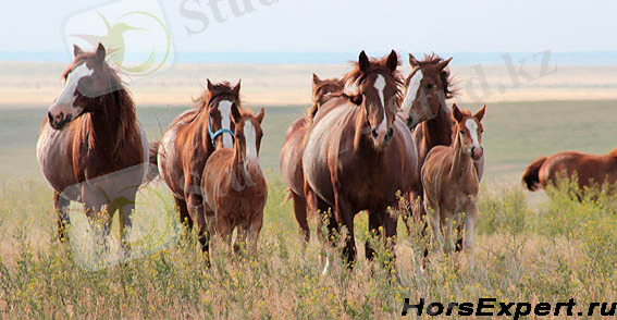Картинки по запросу картинка лошади
