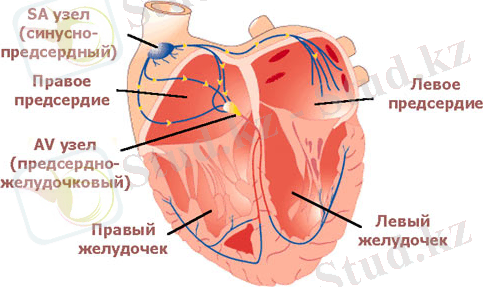 схема проводящей системы сердца