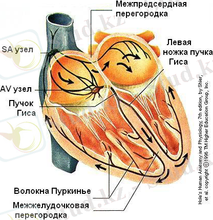 проводящая система сердца